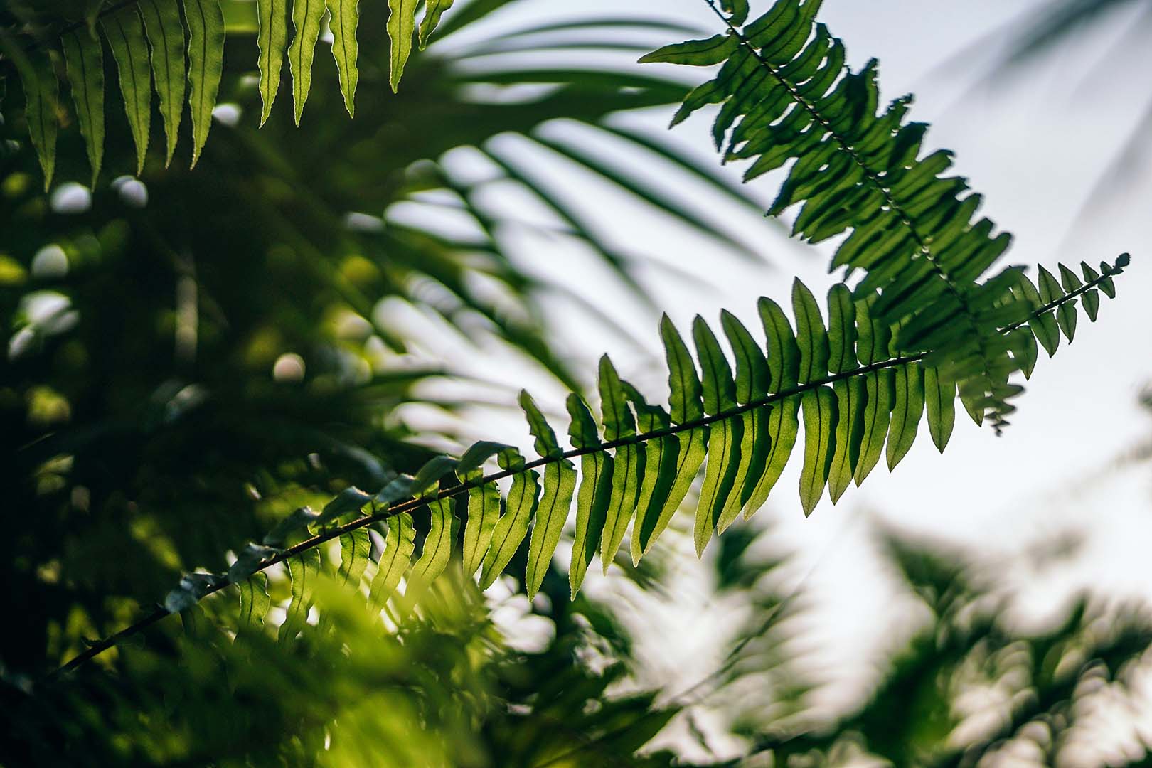 Leaves background