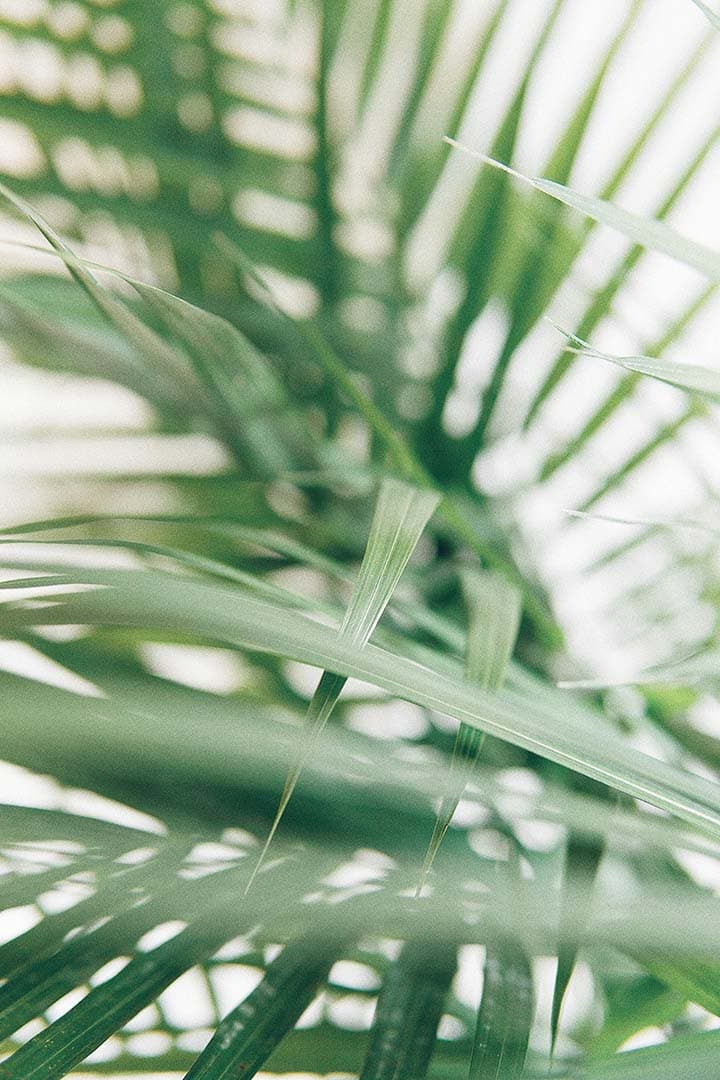 Close up of leaves